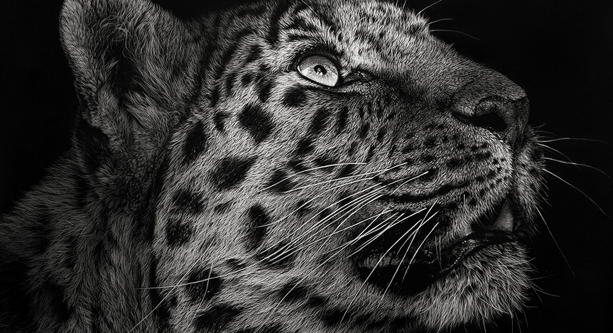 intro-leopard.jpg